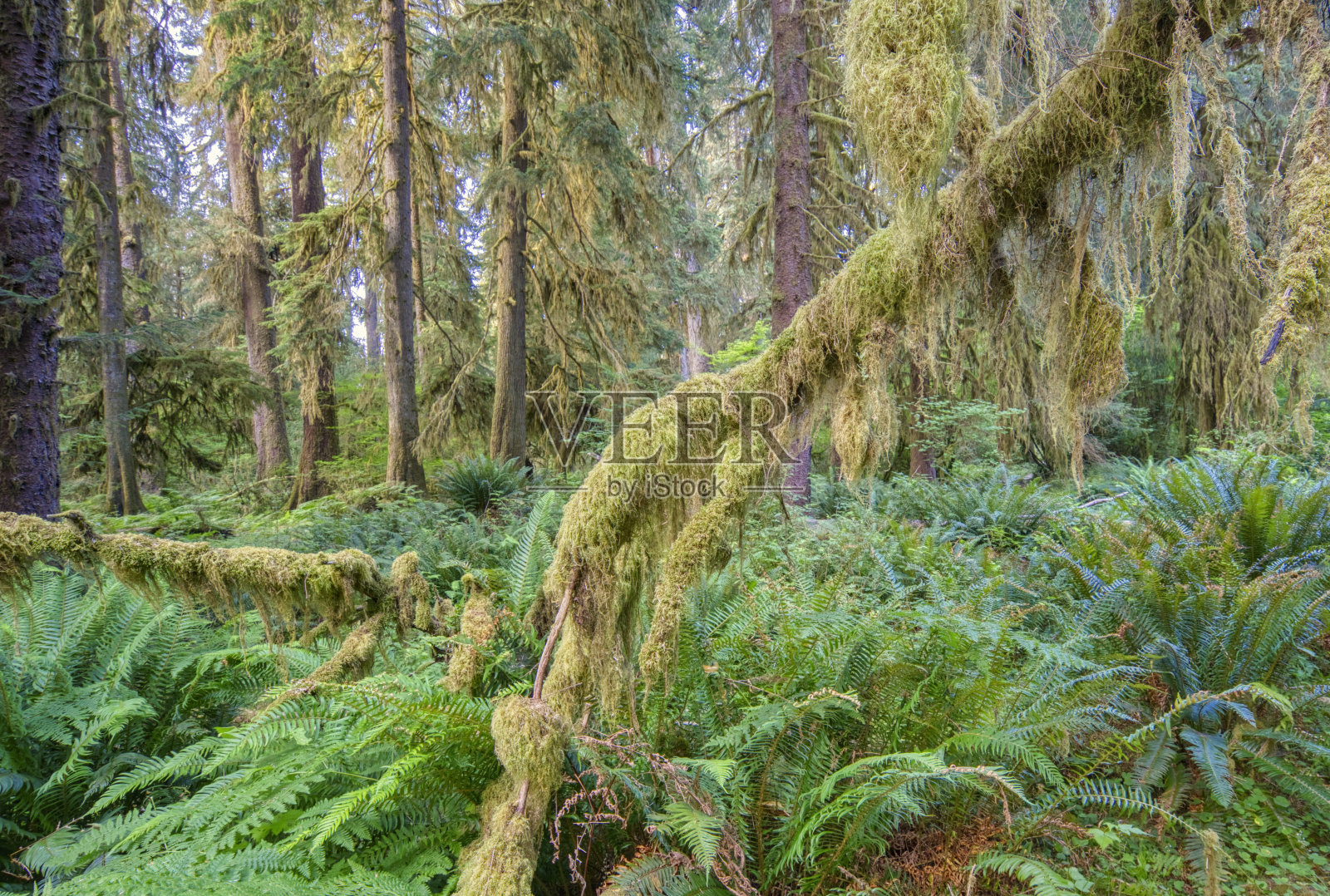 美国华盛顿州西部美丽的奥林匹克国家公园里独特的热带雨林景观。照片摄影图片