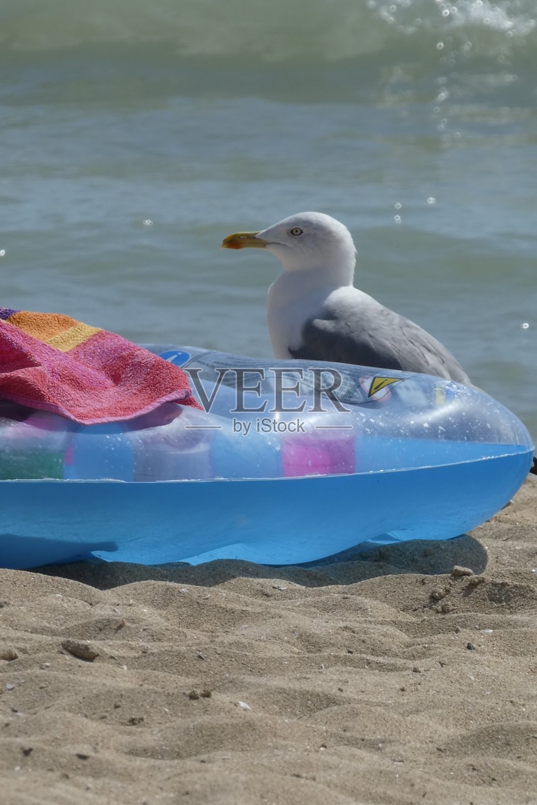 海鸥照片摄影图片