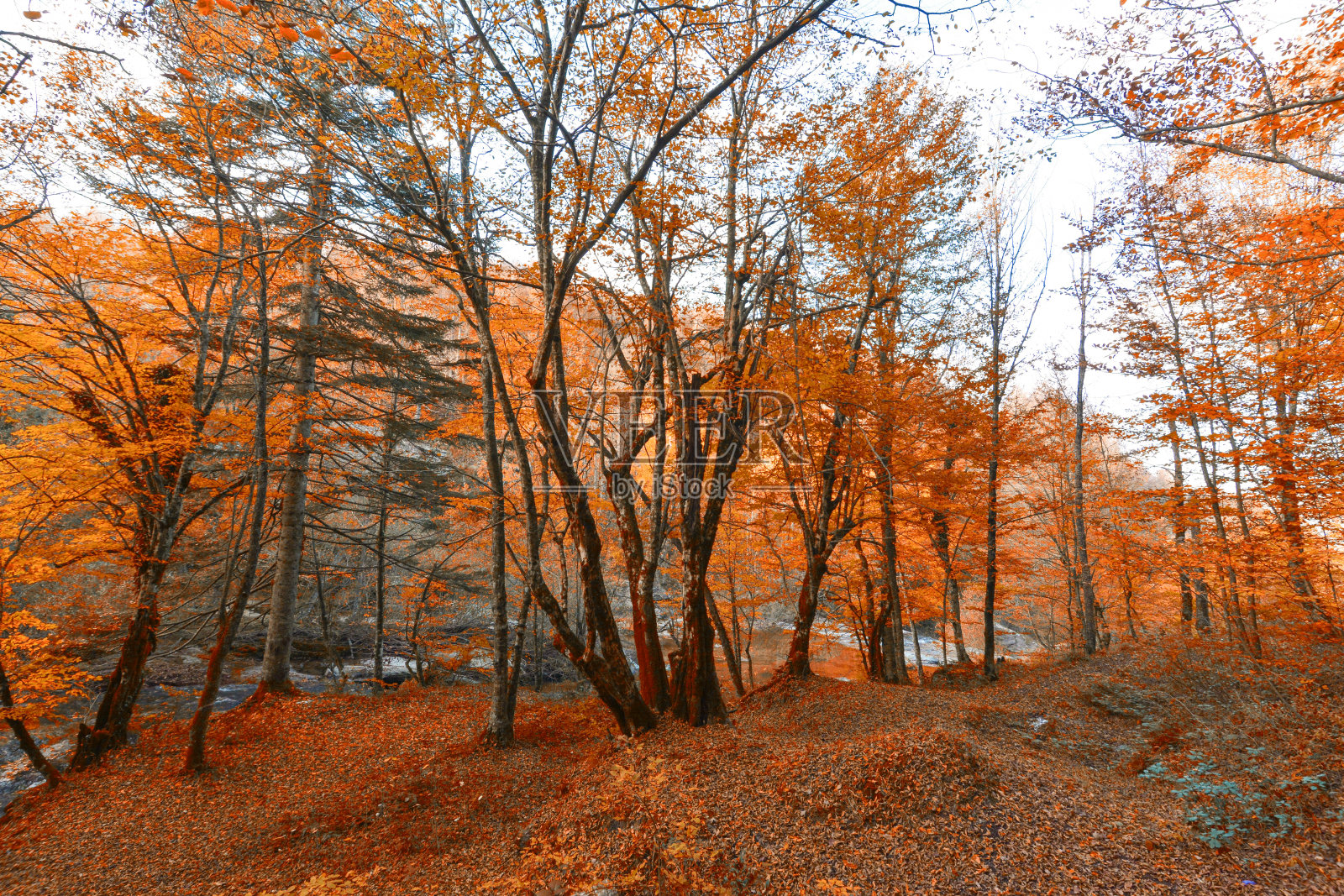 秋天和森林里的树木。树叶飘落的时间到了。照片摄影图片