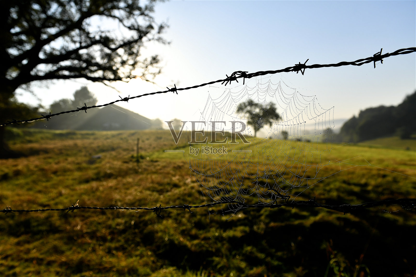 蜘蛛网上的露水。照片摄影图片