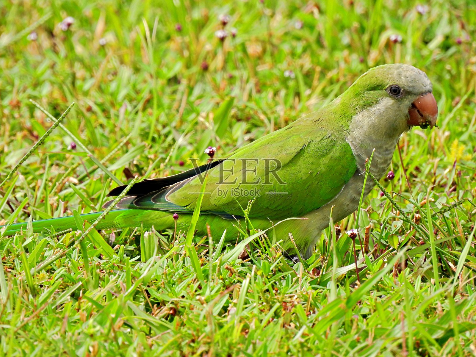 和尚长尾小鹦鹉(Myiopsitta monachus)在草地上吃东西照片摄影图片