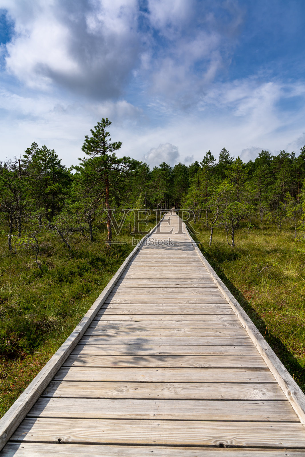 木质木板路自然小径穿过树木稀疏的泥炭沼泽景观照片摄影图片