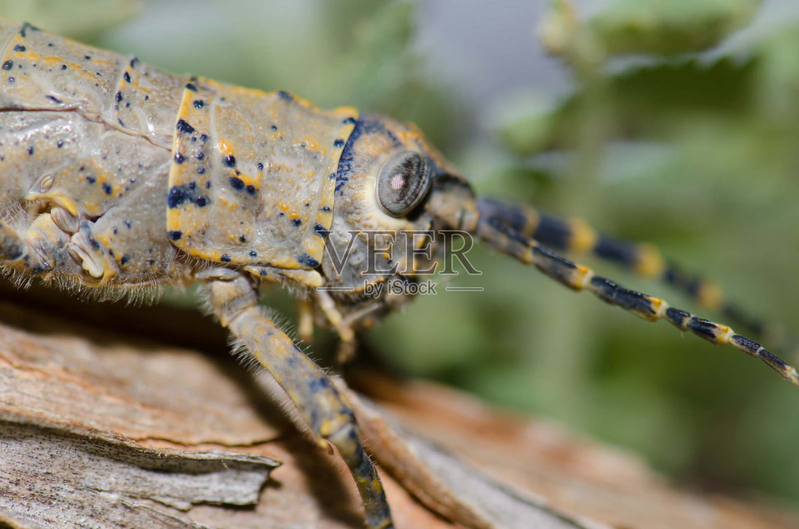 雌性大加纳利蝗虫。照片摄影图片