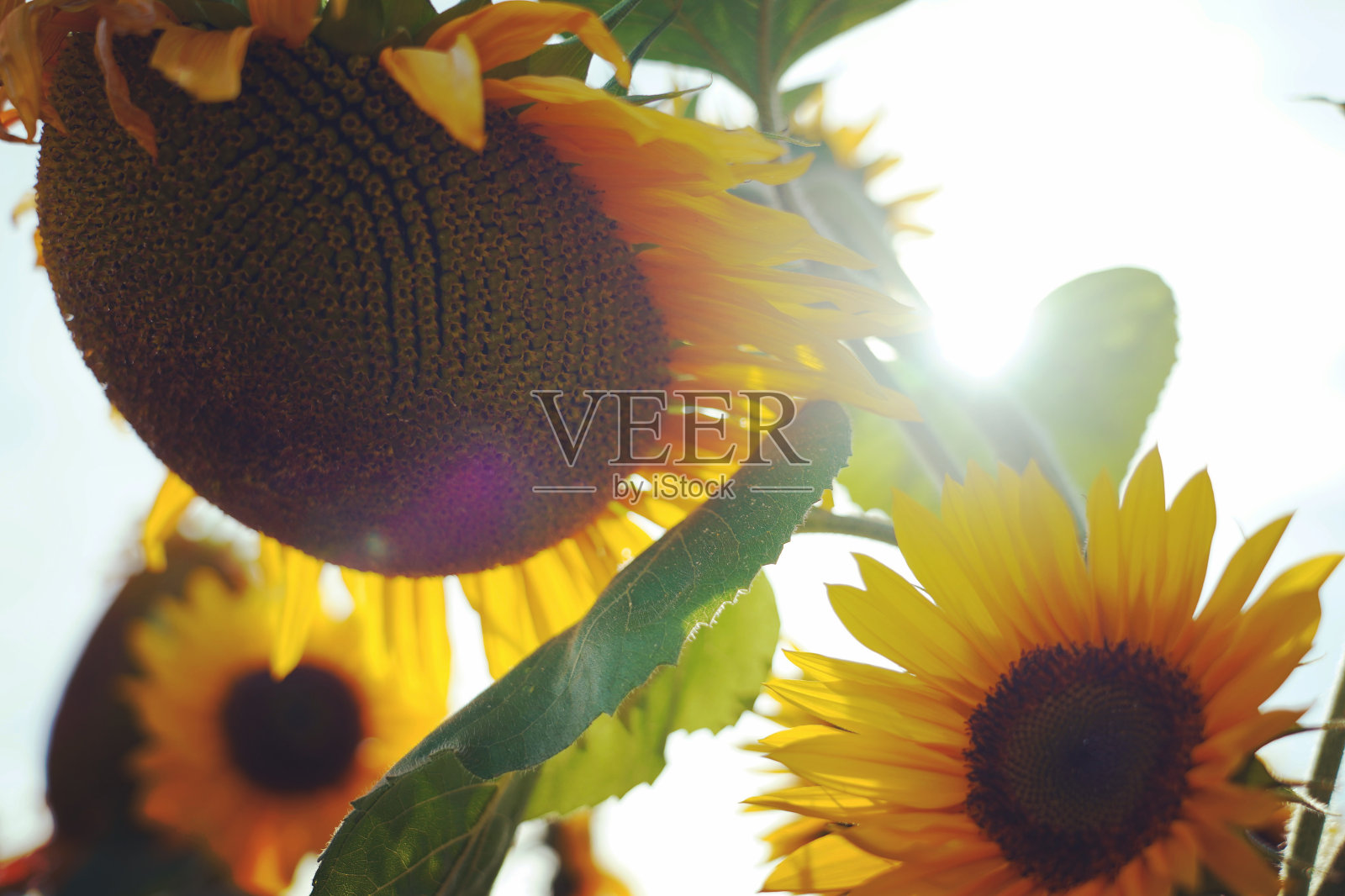 阳光向日葵照片摄影图片