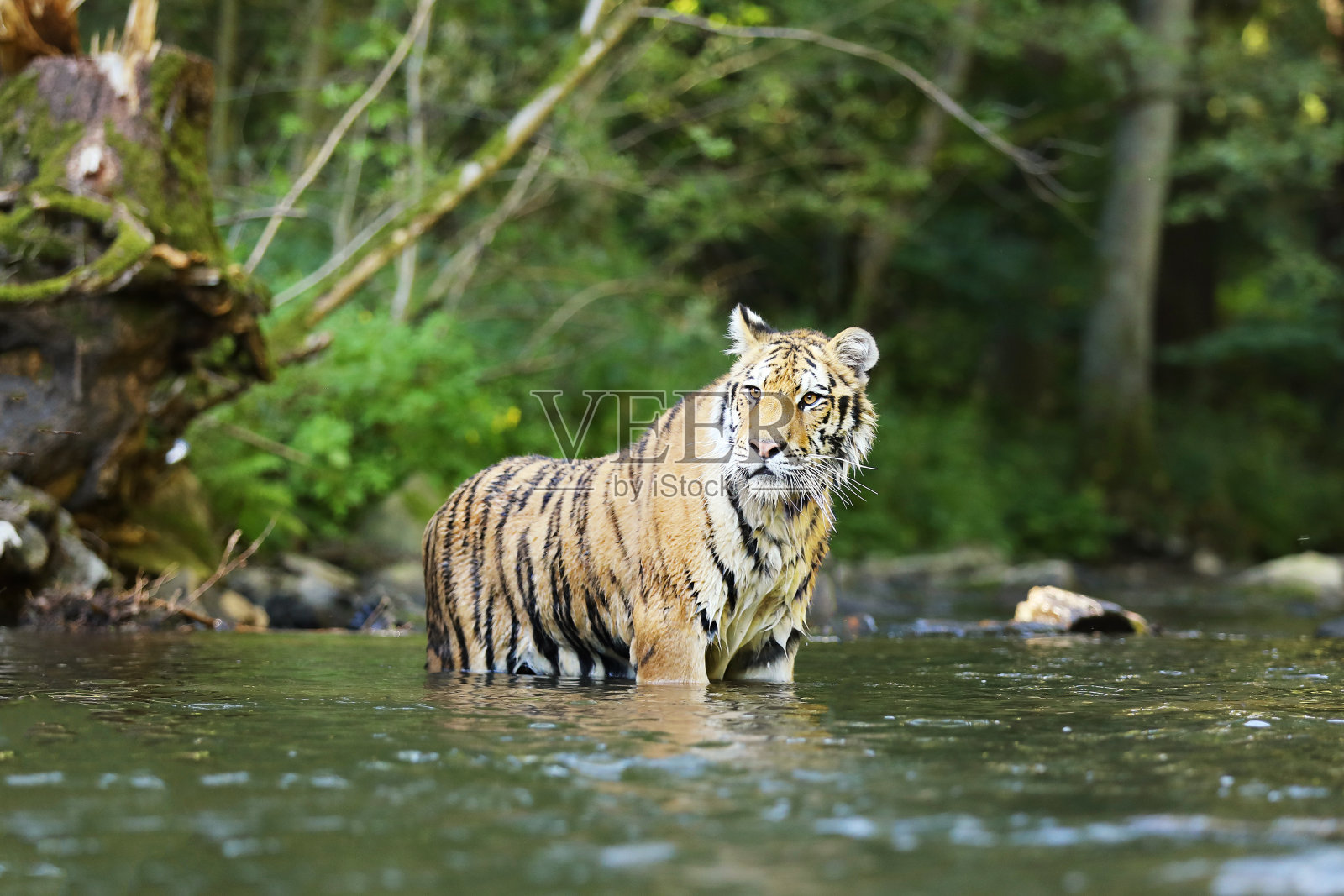 东北虎在水中行走。绿色森林溪流中的危险动物。灰色的石头，河流的水滴。河里有西伯利亚虎。东北虎照片摄影图片