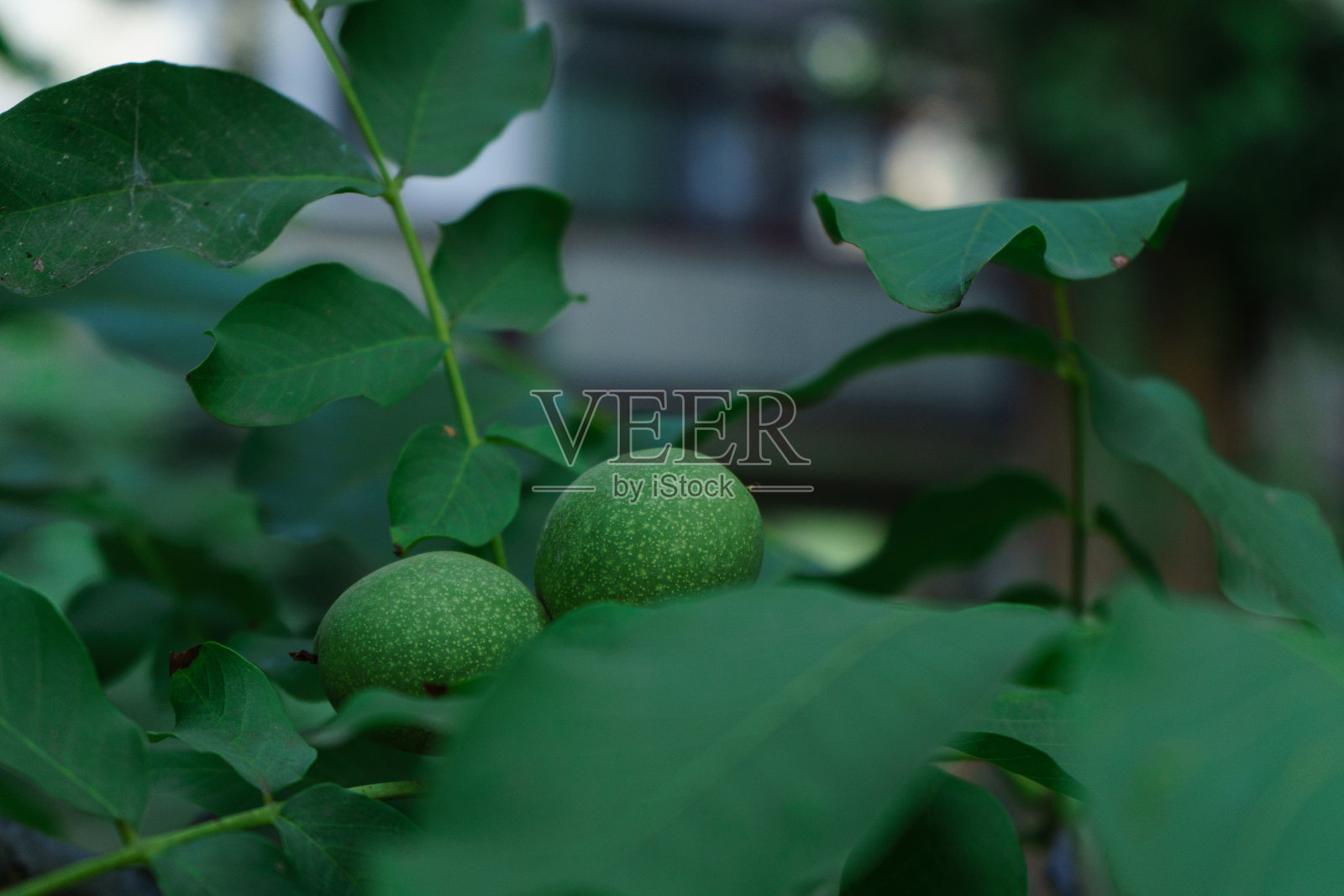 初秋树枝上成熟的绿色核桃照片摄影图片