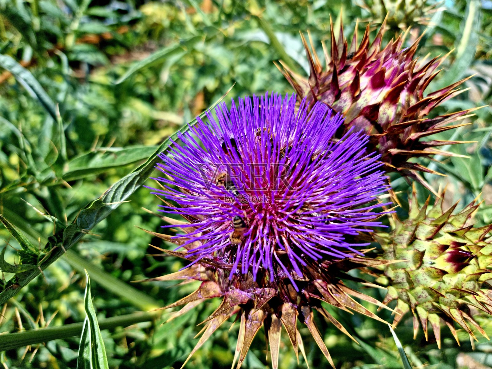 洋蓟(Cynara cardunculus)照片摄影图片