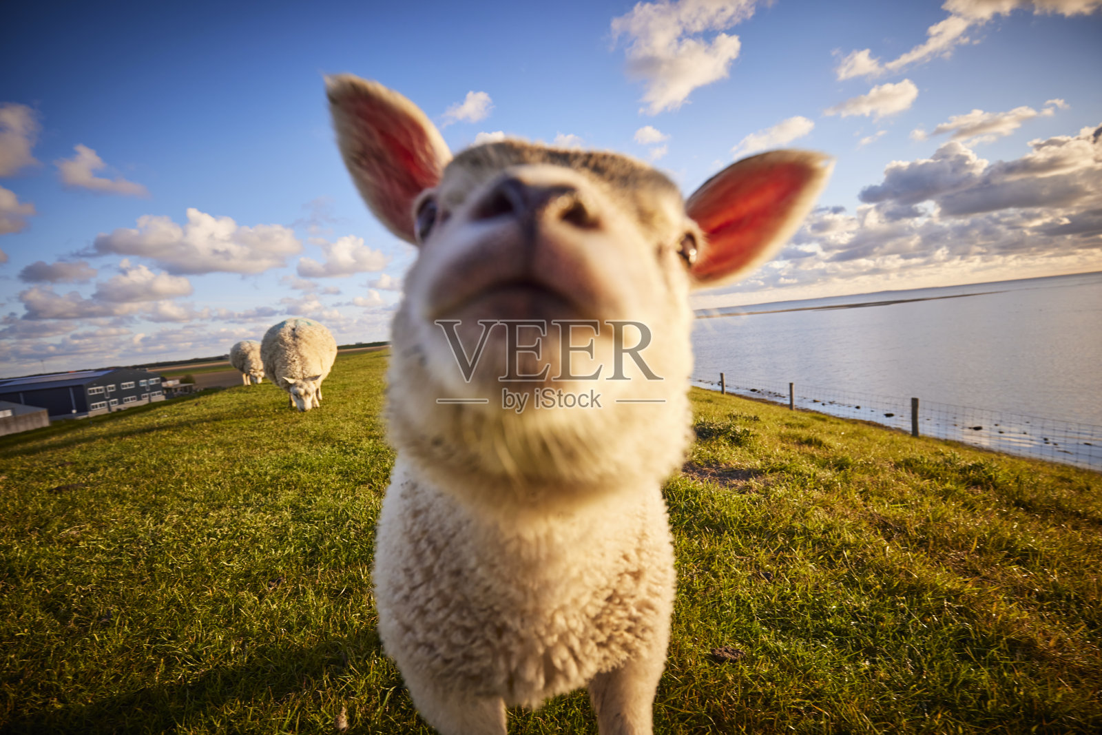 河堤上的羊群照片摄影图片