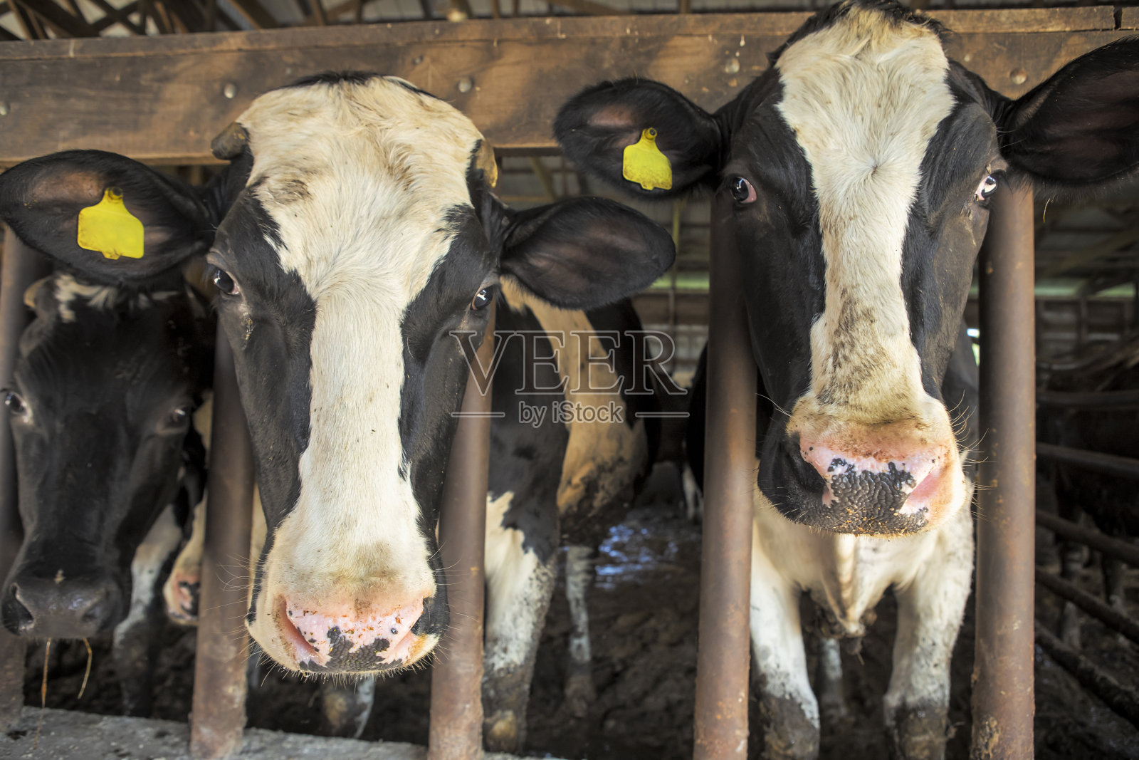 牛的朋友照片摄影图片