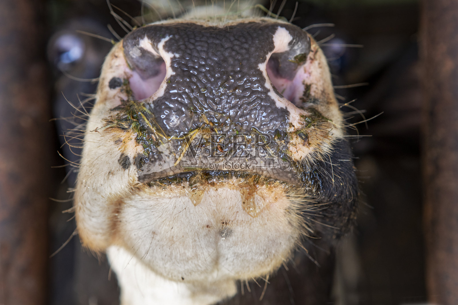 牛鼻子和嘴靠近照片摄影图片
