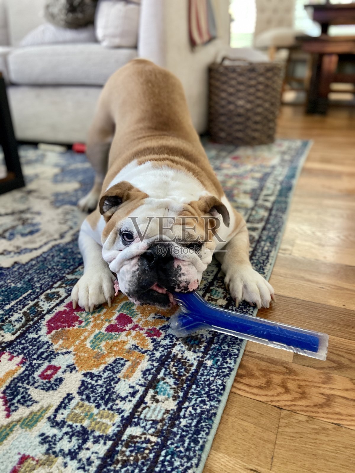 快乐的英国牛头犬照片摄影图片