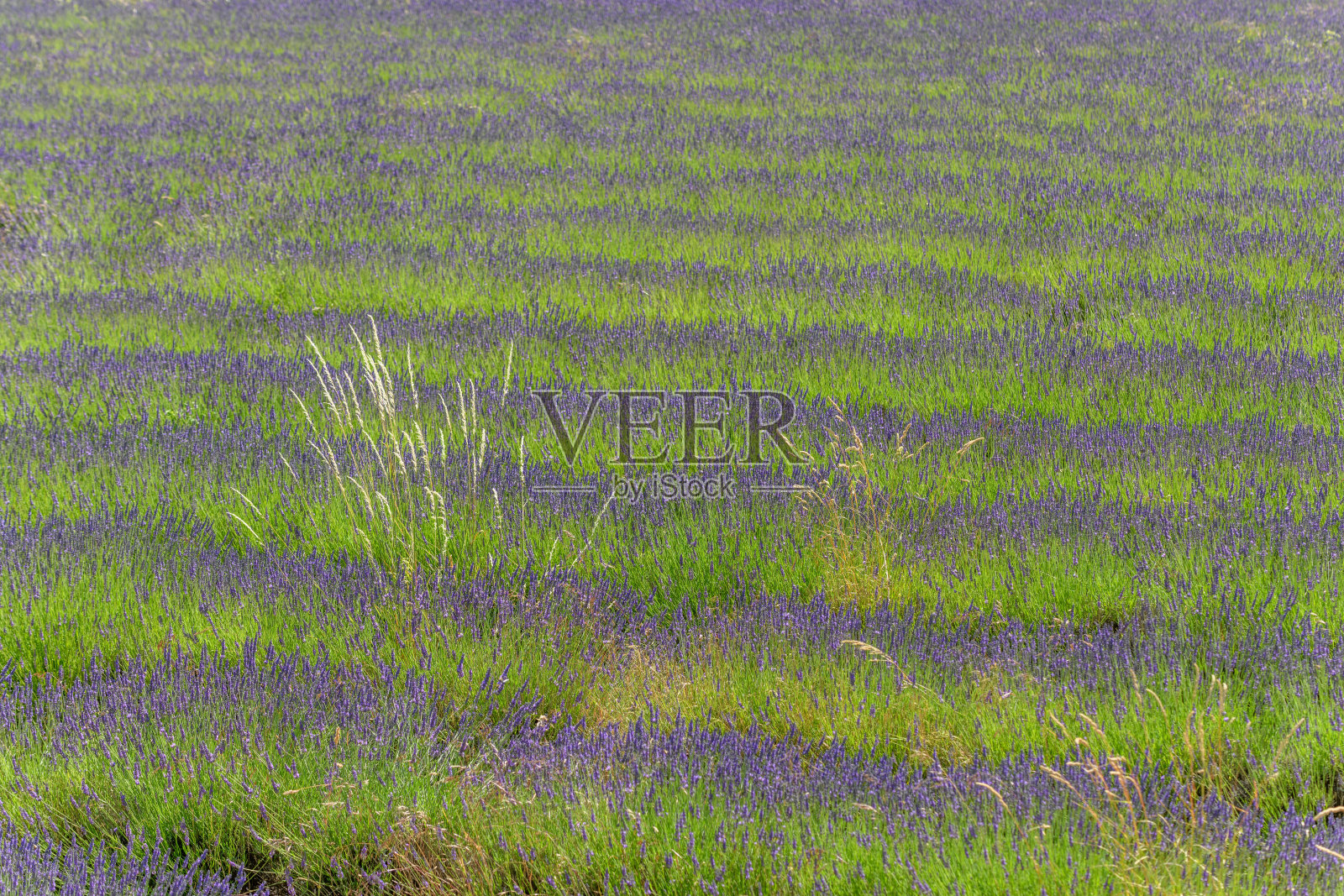 普罗旺斯盛开的薰衣草田照片摄影图片