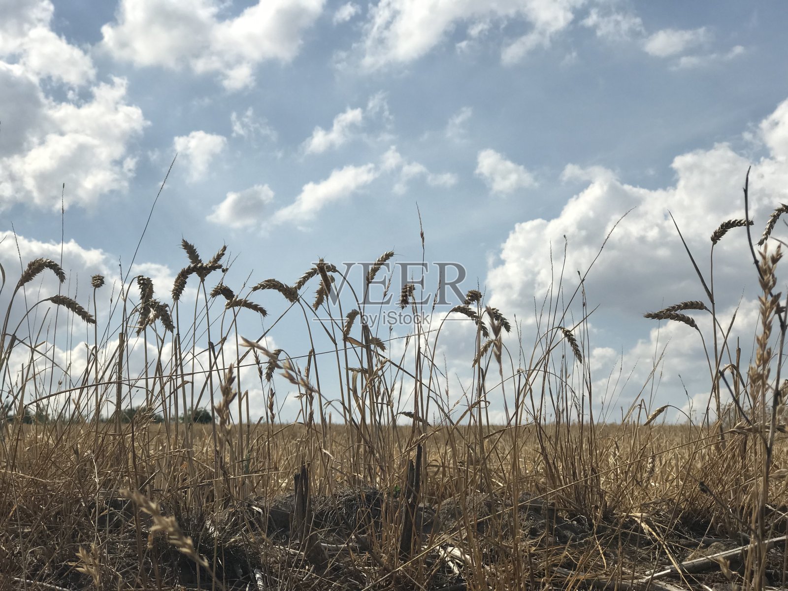 风景优美的德国北部小麦作物照片摄影图片