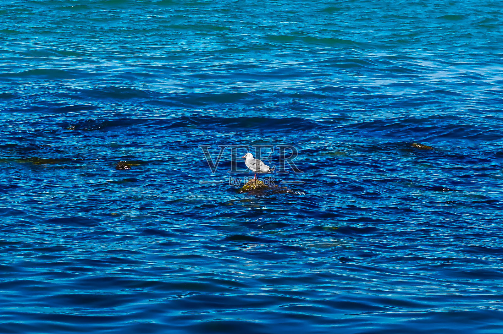 海鸥注视着海面照片摄影图片