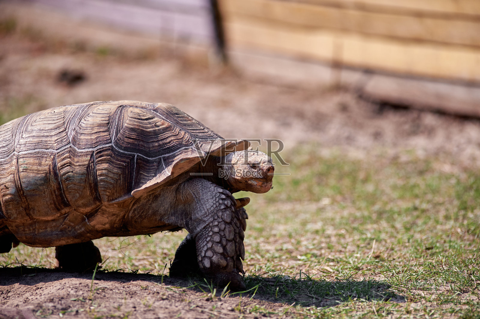 陆地龟。照片摄影图片