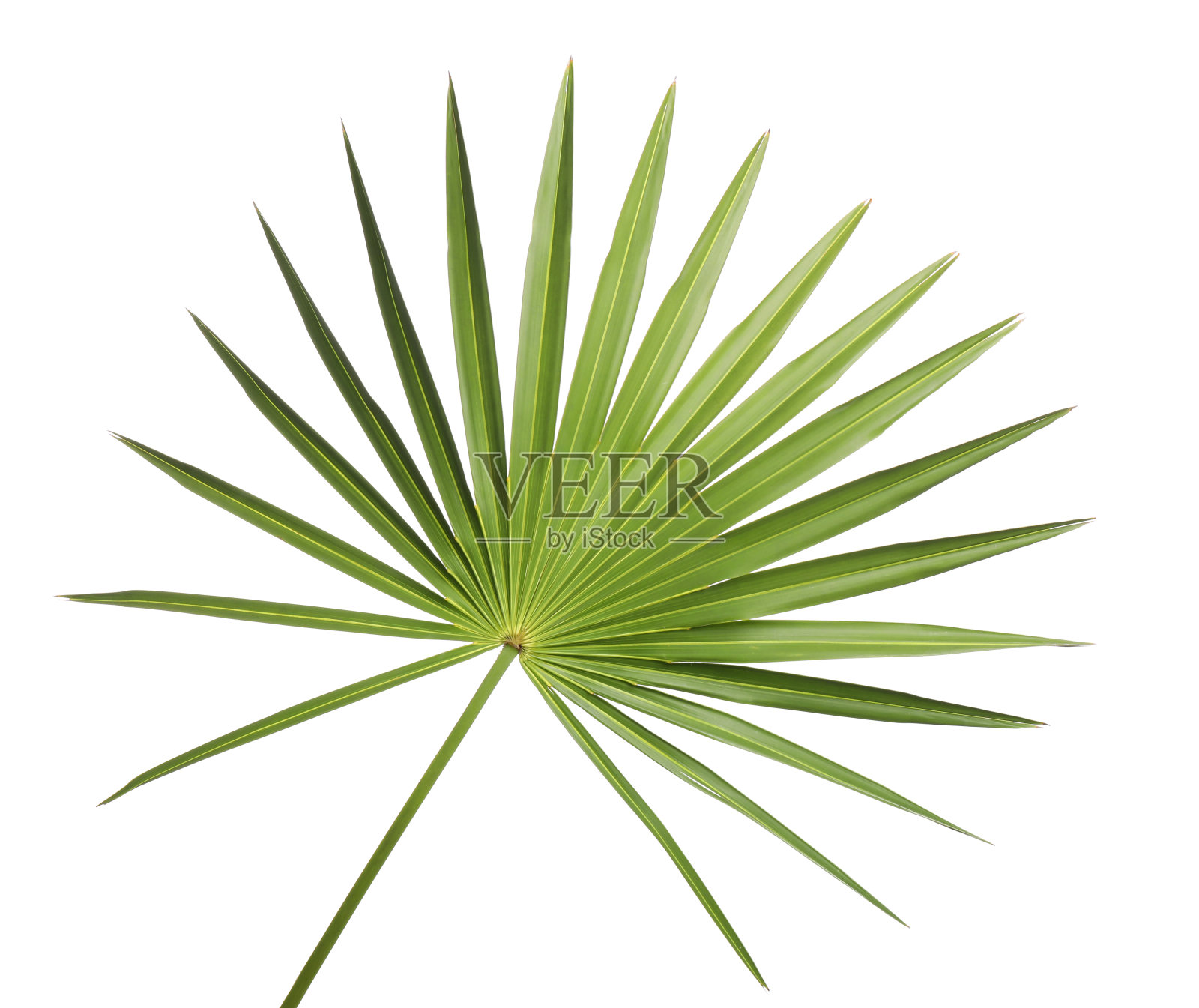 新鲜的绿色热带叶孤立在白色照片摄影图片