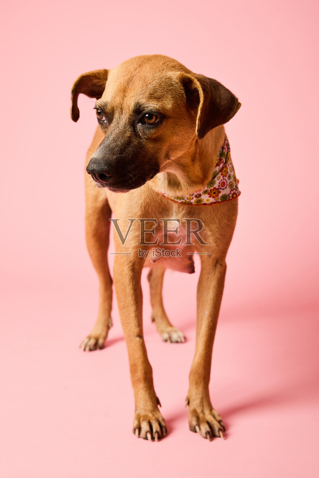 狗向下看粉红色的背景。垂直的照片。照片摄影图片