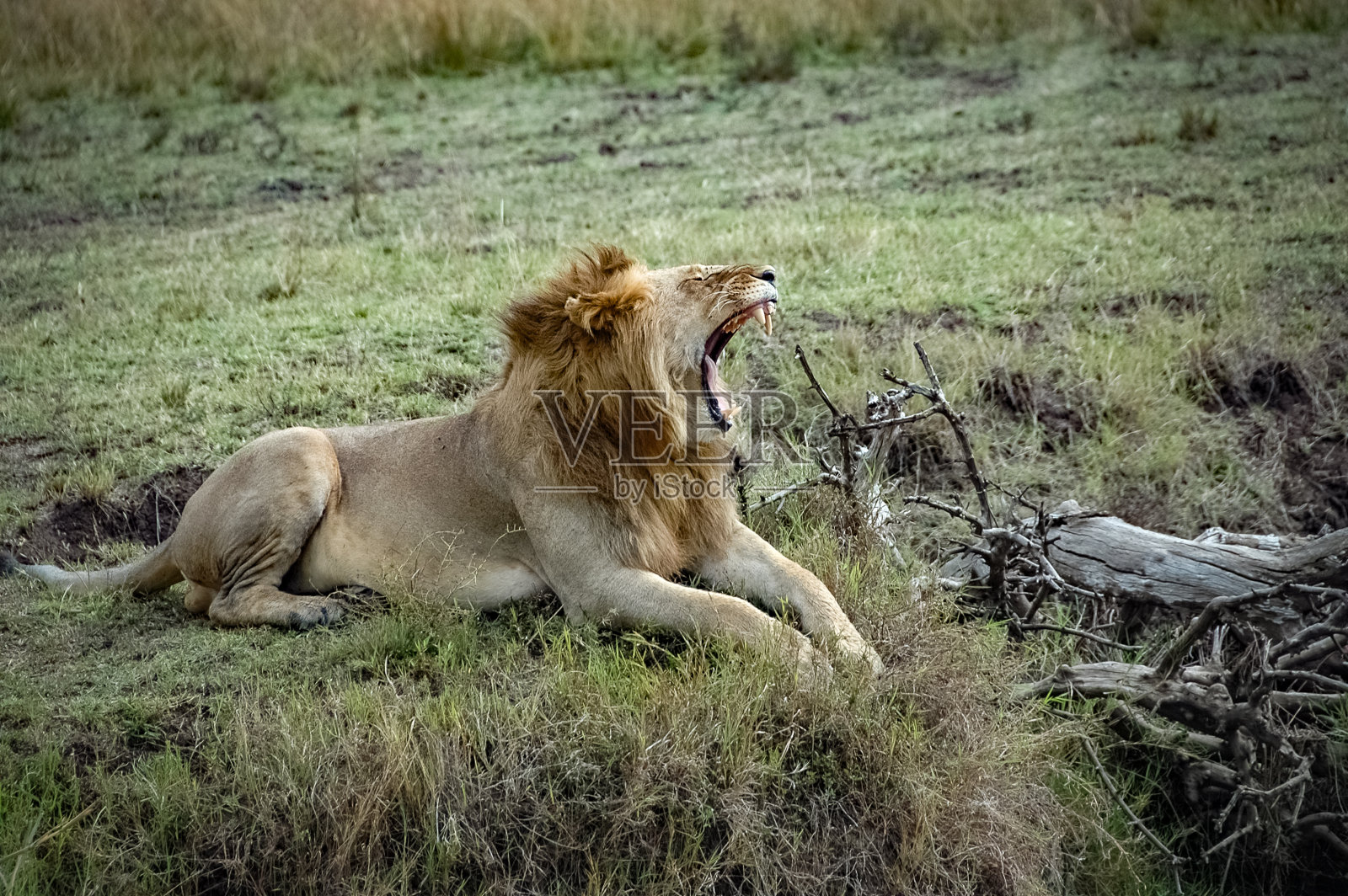在肯尼亚荒野上游荡的狮子照片摄影图片
