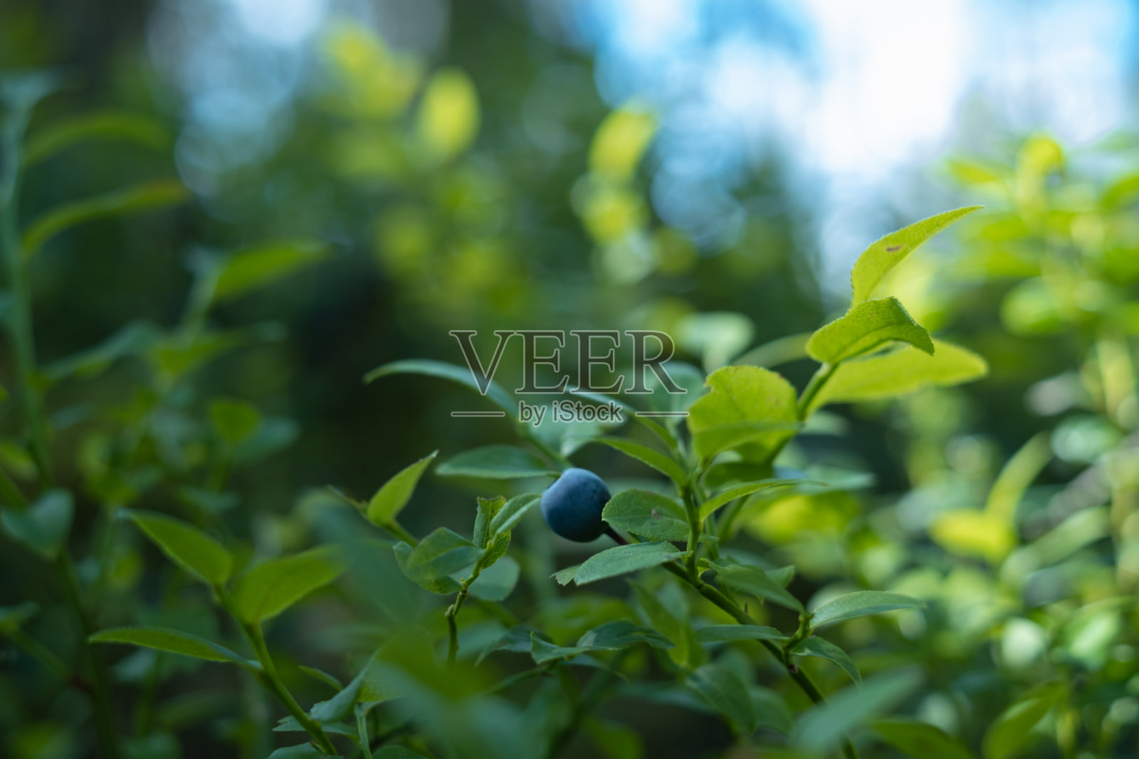 蓝莓在森林里的灌木上。照片摄影图片