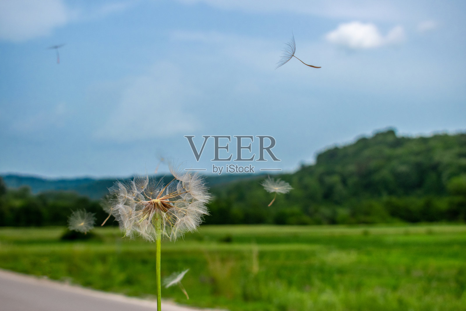 夸大了蒲公英照片摄影图片