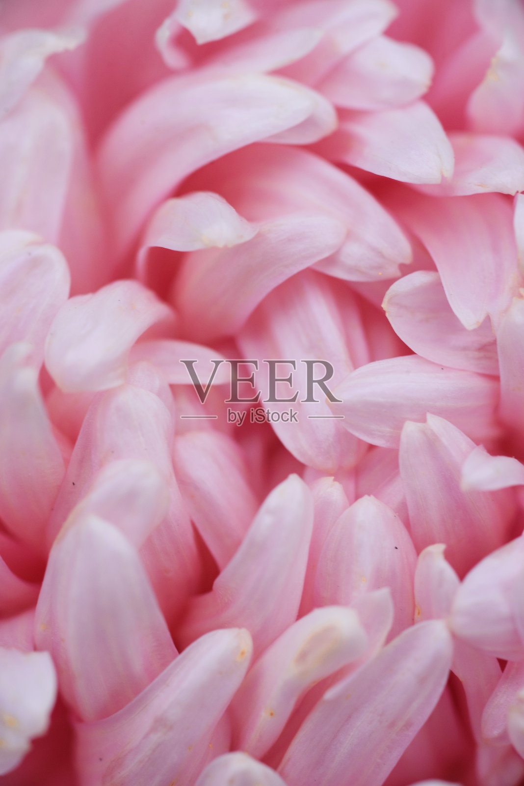 粉红牡丹形紫菀特写。照片摄影图片