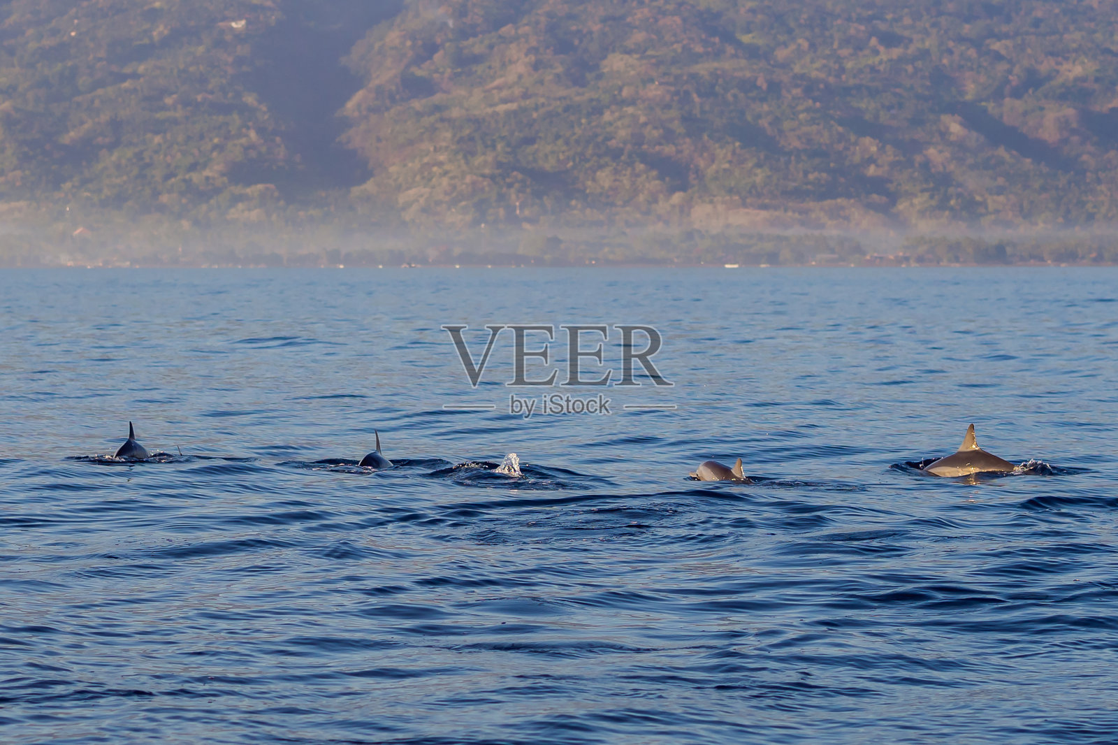 海里的自由海豚在船附近跳出水面照片摄影图片