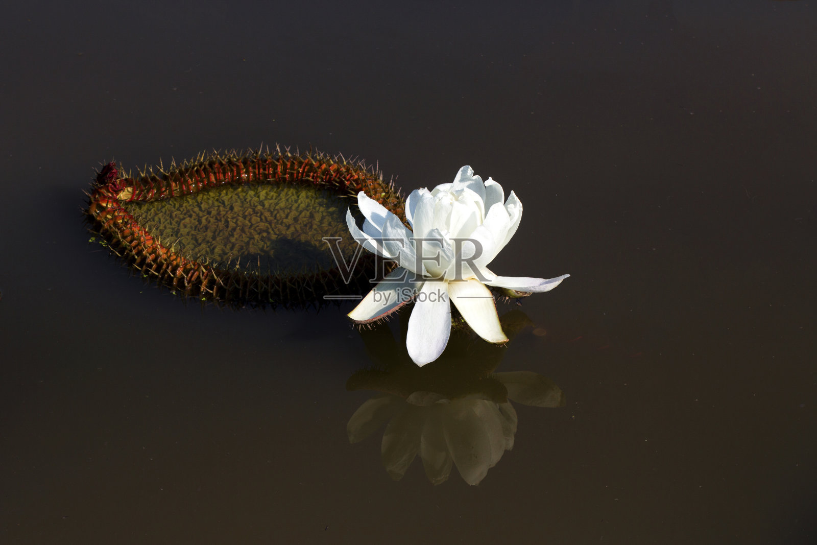 一个炎热的夏夜，池塘里盛开的大刺莲照片摄影图片