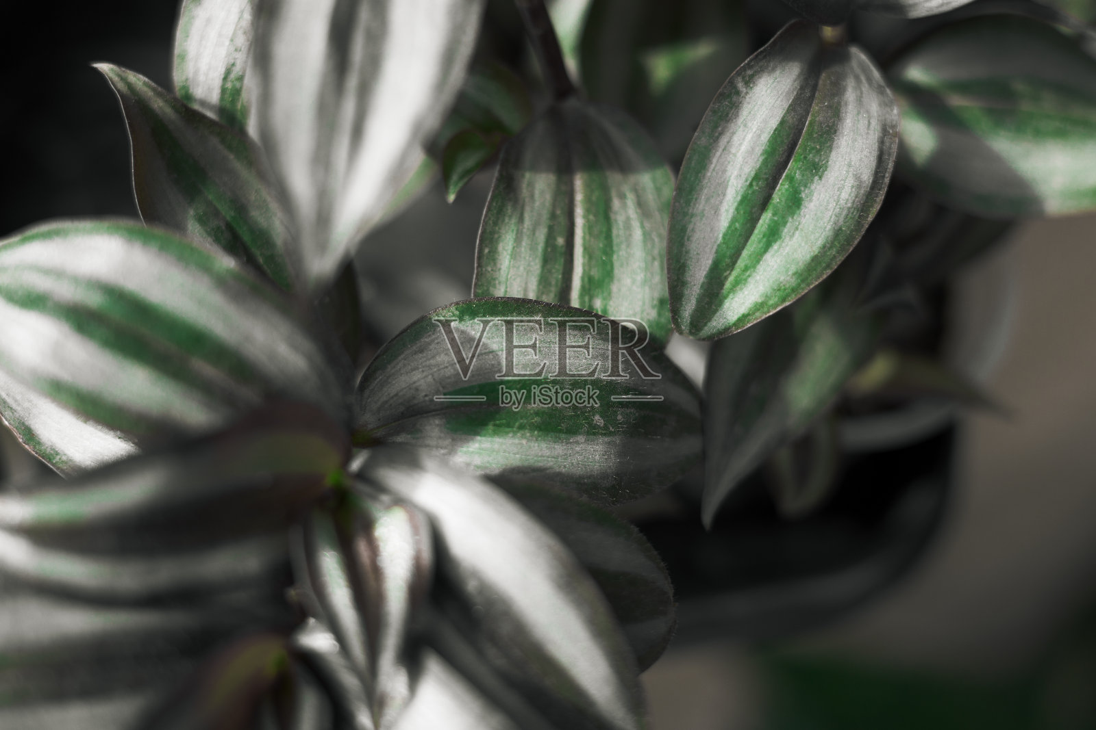 绿色树叶自然背景。近距离照片摄影图片