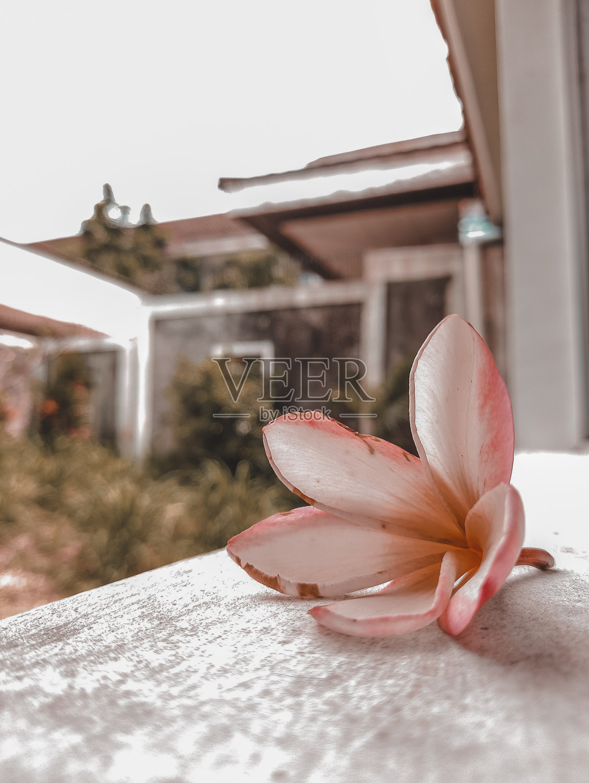 落在种植园的鸡蛋花，茂物，印度尼西亚照片摄影图片