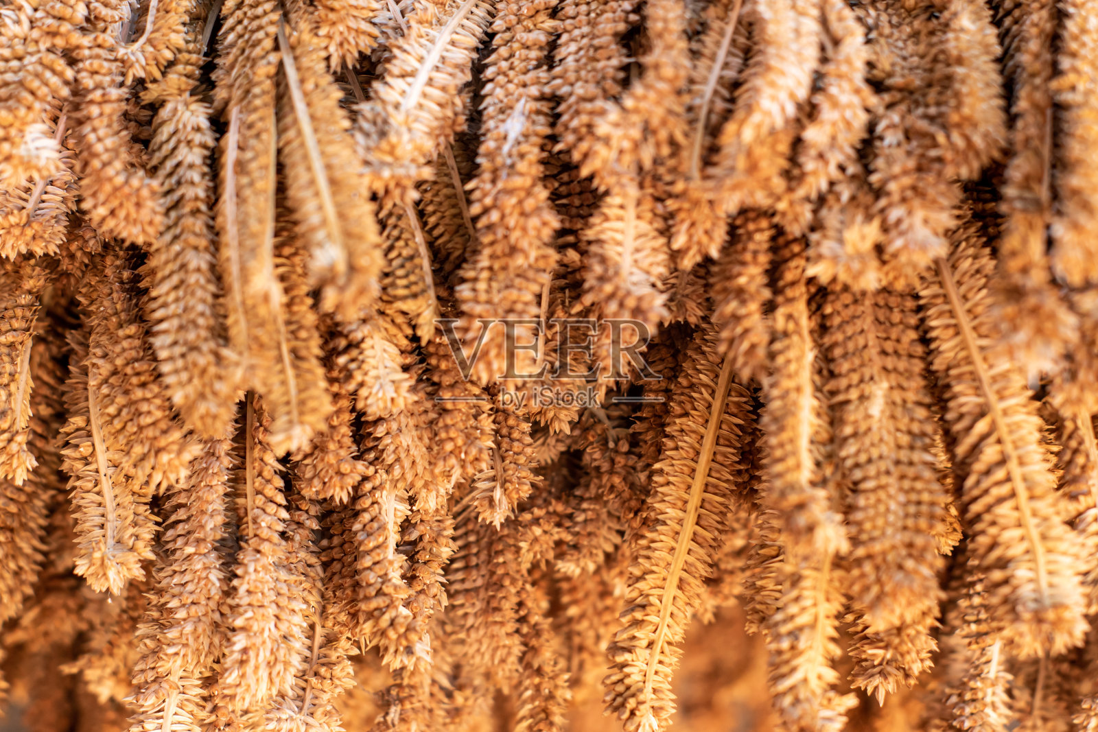 近距离观察干旱谷子作物，选择性聚焦照片摄影图片