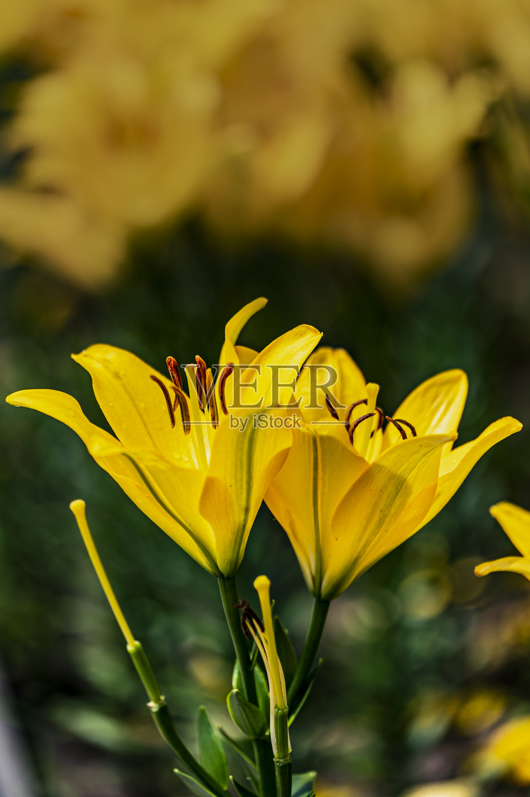 盛开的百合花照片摄影图片