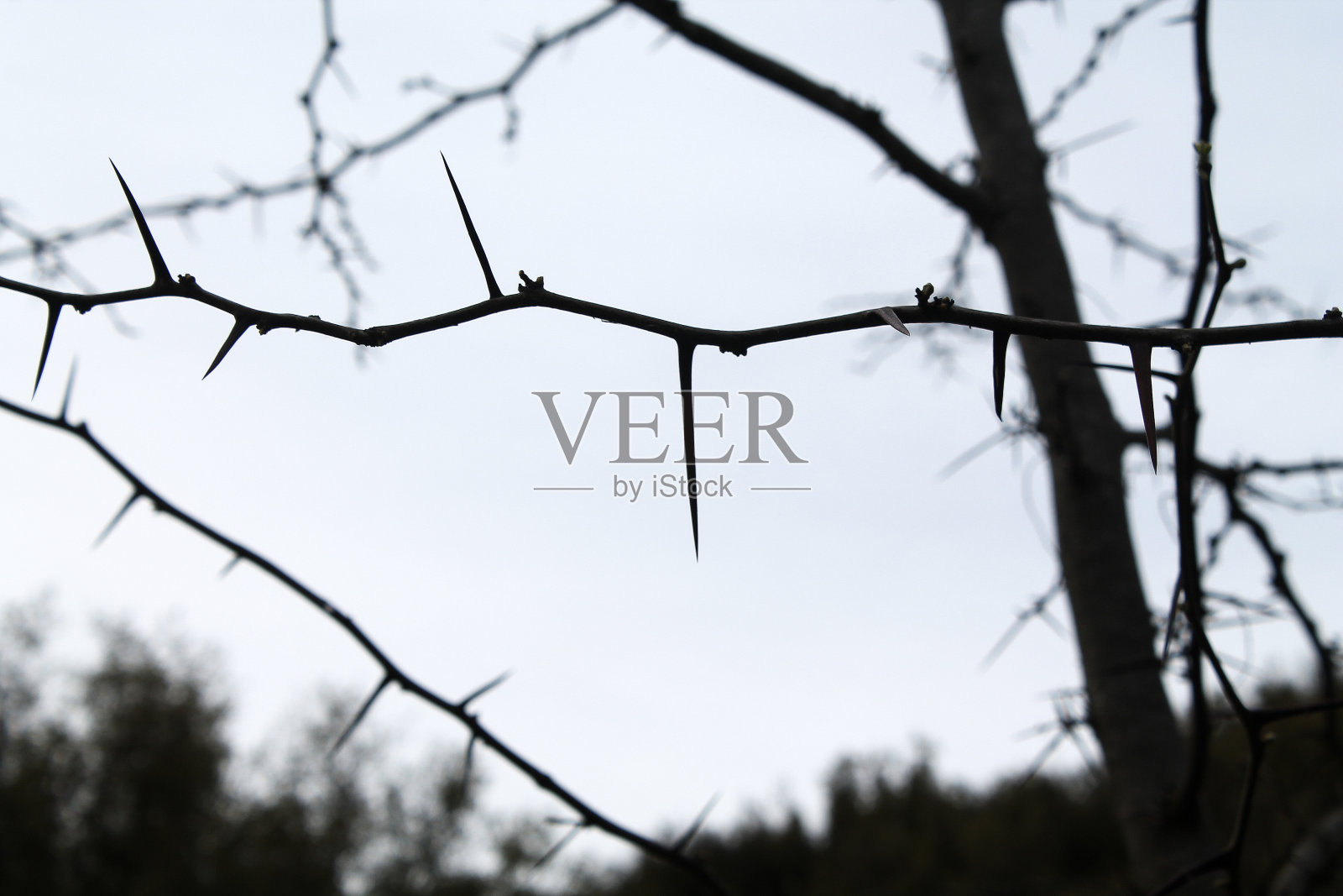 树枝间的尖刺照片摄影图片