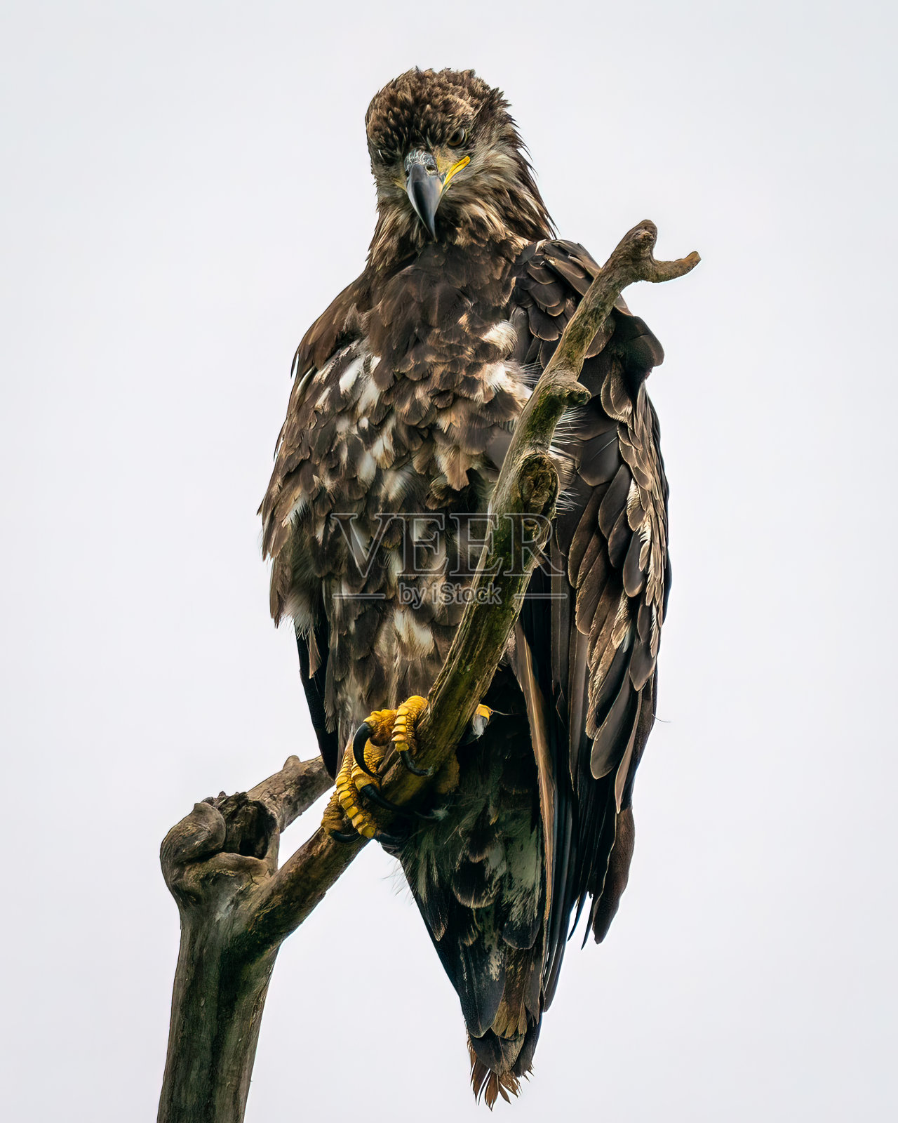 一只年轻的秃鹰照片摄影图片