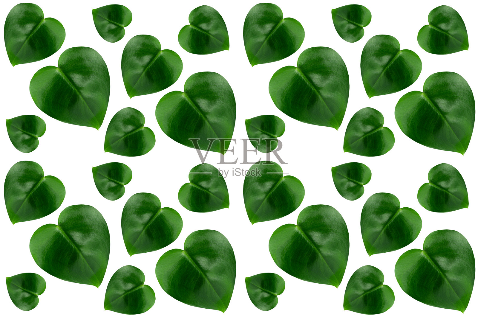 绿色光泽不同的叶子如心，无缝的图案隔离在白色的背景上。照片摄影图片