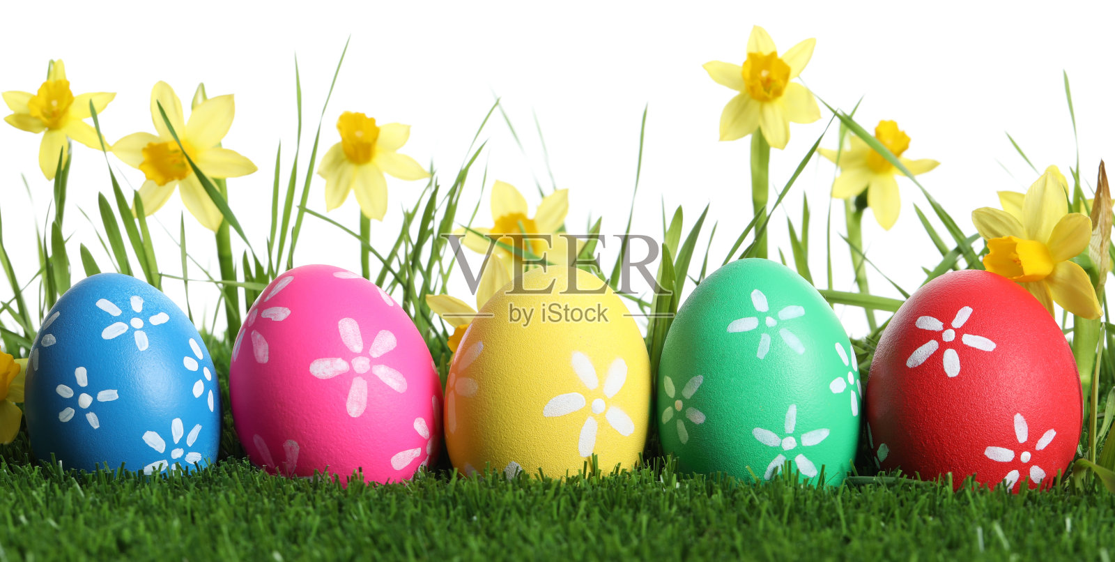 五颜六色的复活节彩蛋和水仙花在绿色的草地上，白色的背景照片摄影图片
