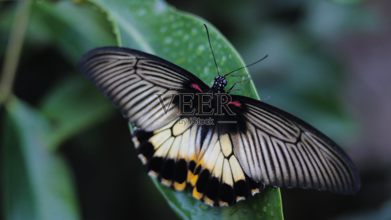 绿叶上的蝴蝶照片摄影图片