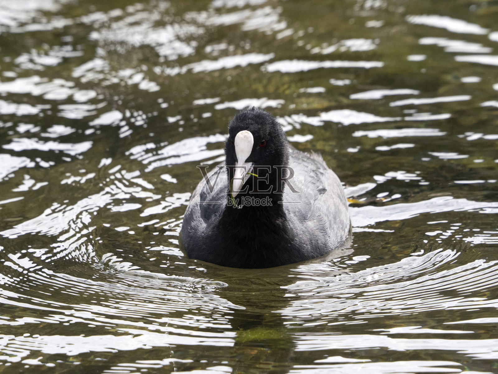 白骨顶鸟在湖里鸭子照片摄影图片