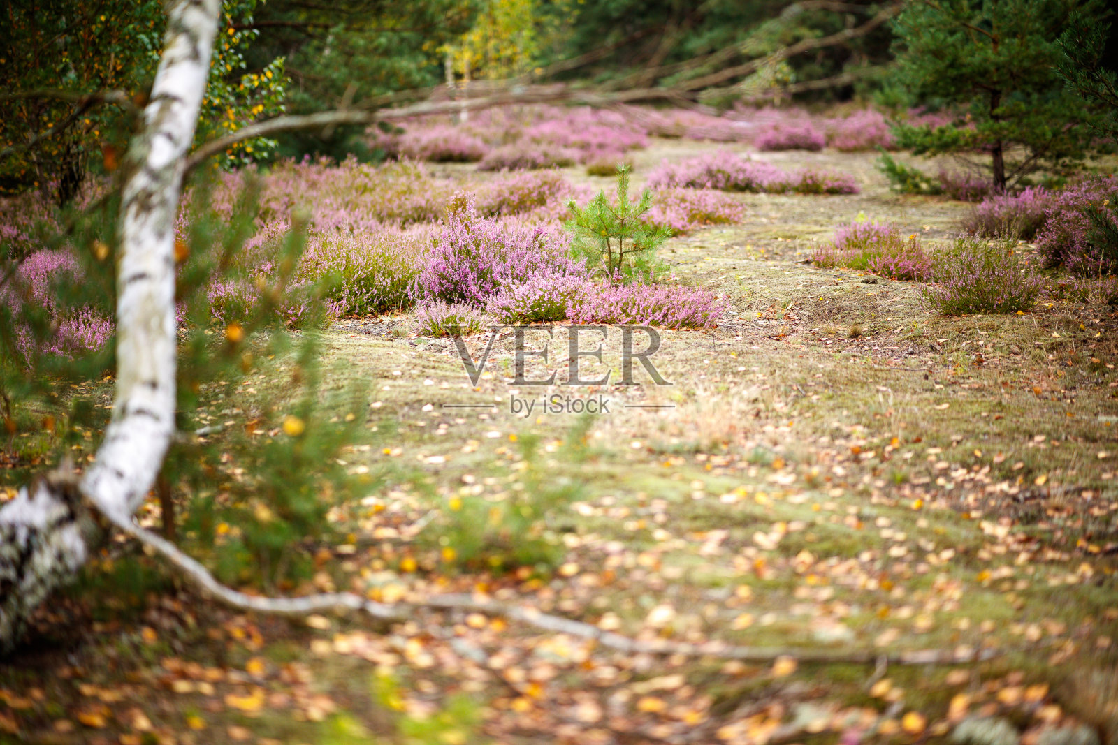 桦树的树干，空地上的石南花照片摄影图片