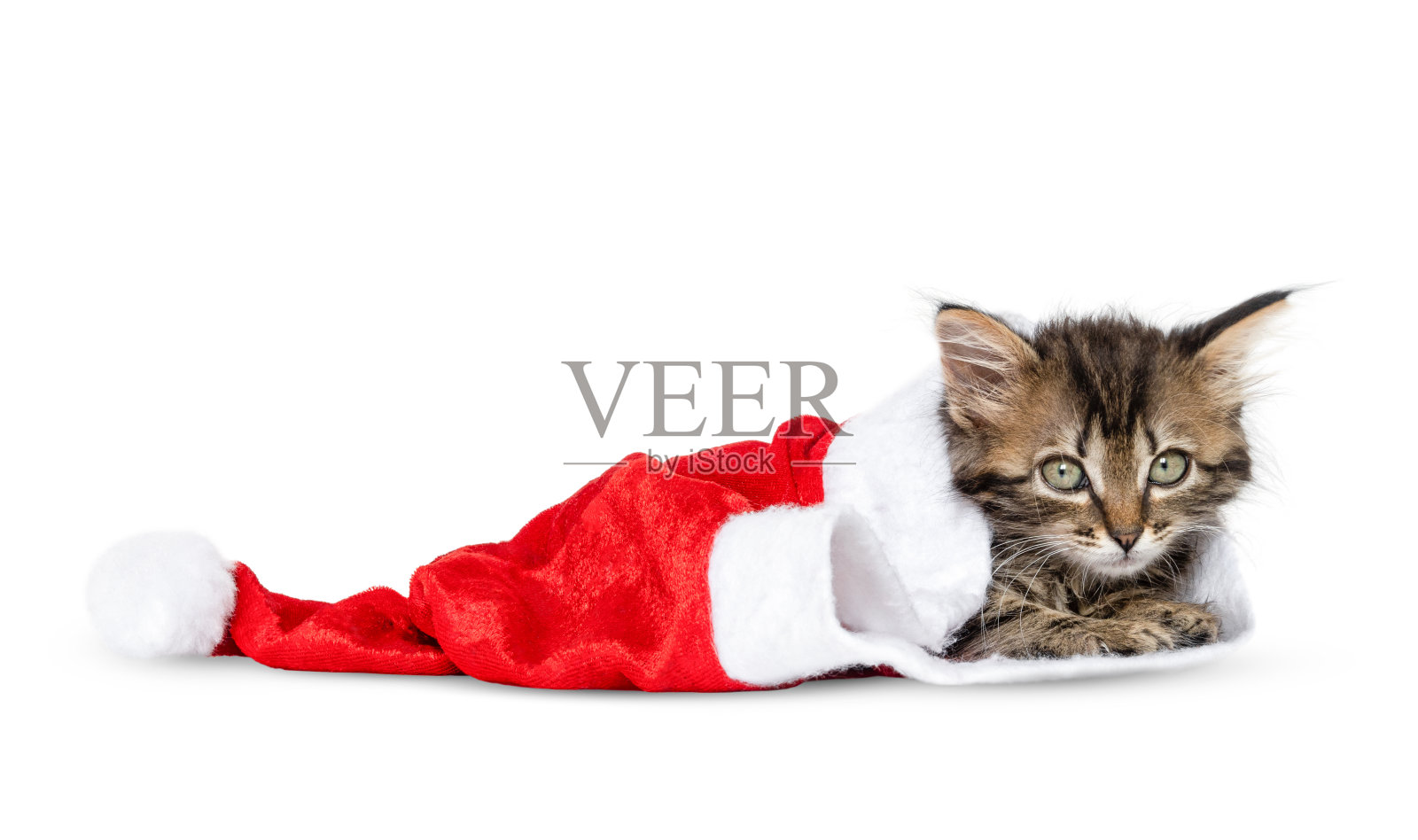 戴着圣诞老人帽子的小猫被孤立在白色背景上照片摄影图片