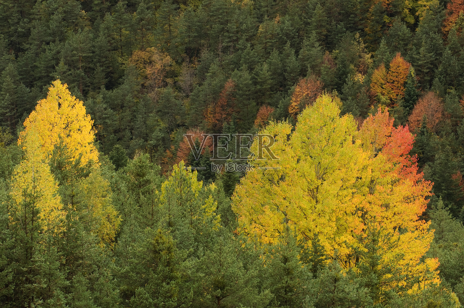 森林先生的Pardina照片摄影图片