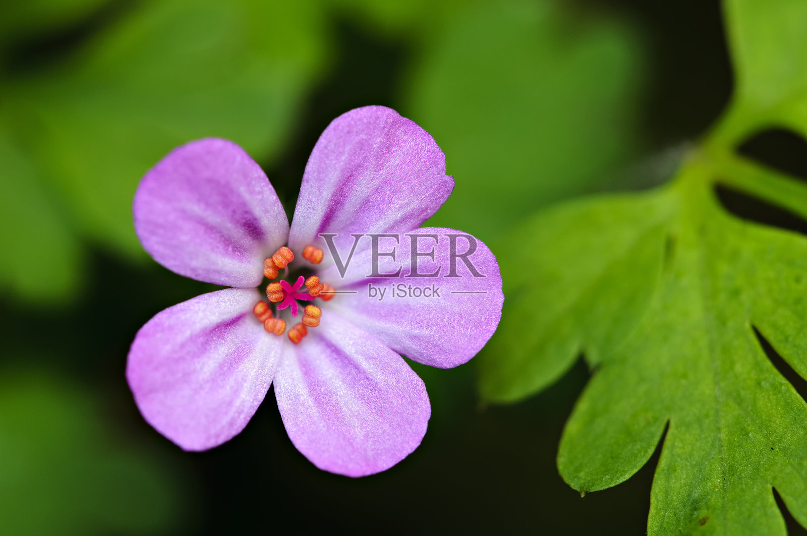 淡紫色的花照片摄影图片