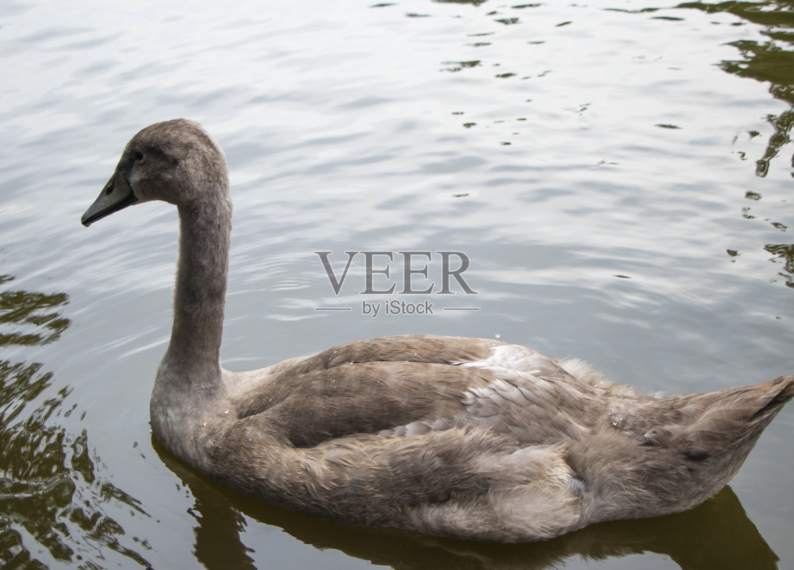 有选择性的重点。一只年轻的哑巴天鹅的肖像，天鹅的颜色，在水上游泳照片摄影图片