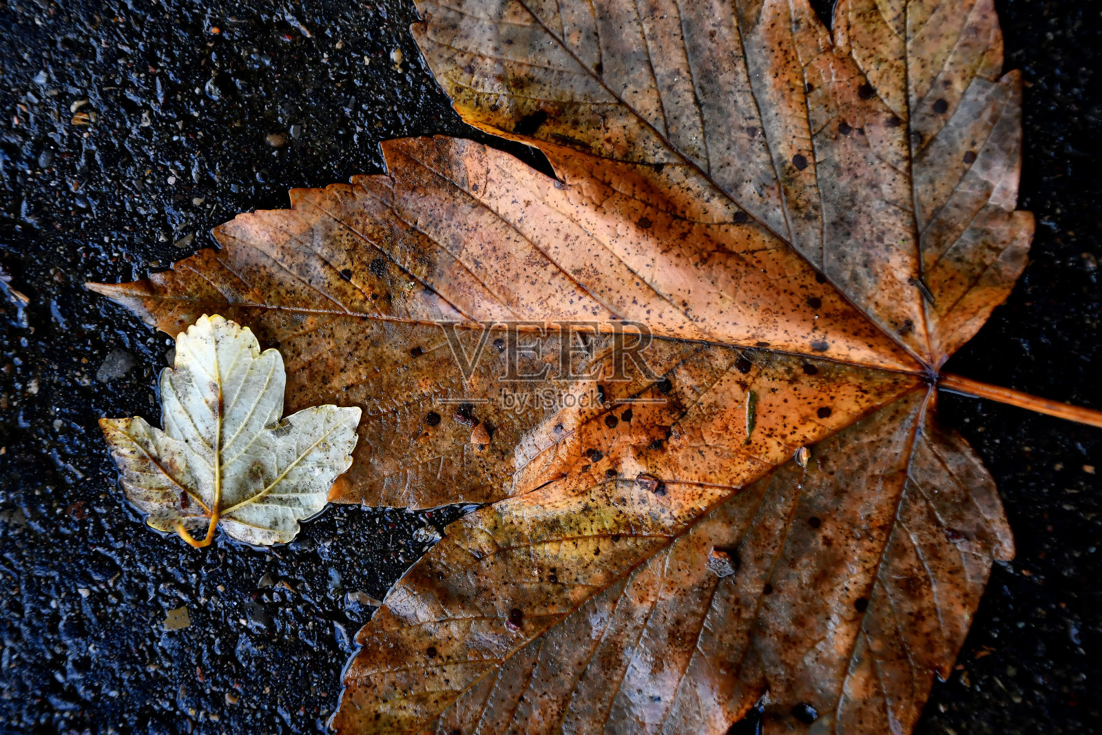 潮湿的街道上枫叶的秋天颜色照片摄影图片