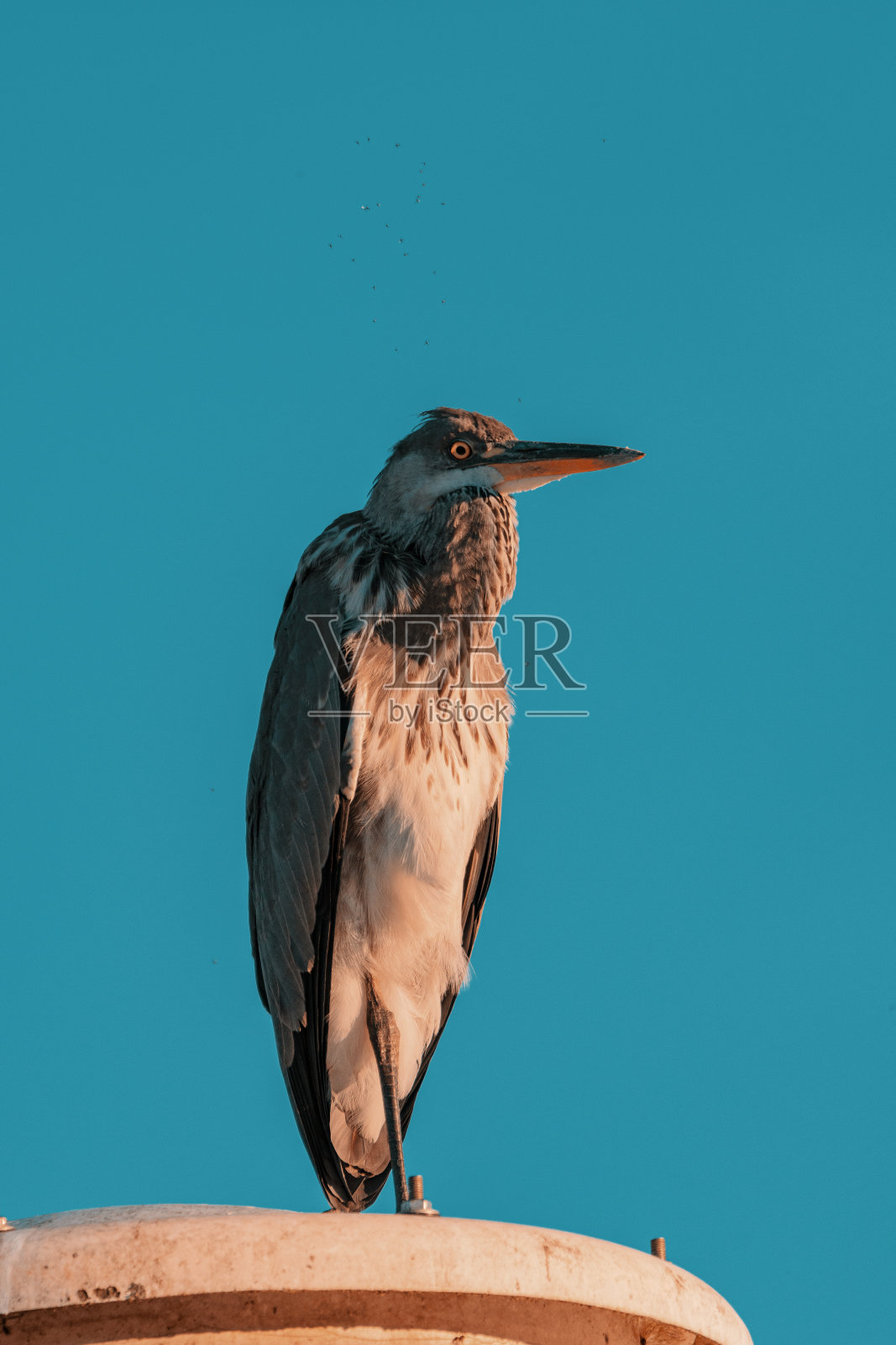 苍鹭放松地坐着休息照片摄影图片