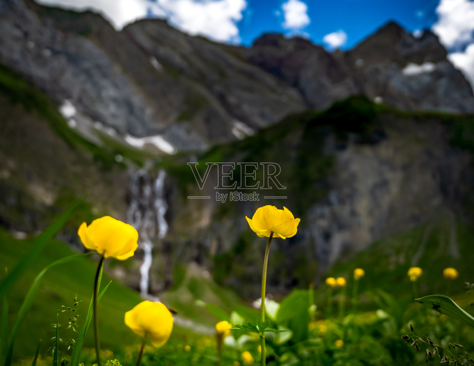 瀑布前的球形花照片摄影图片