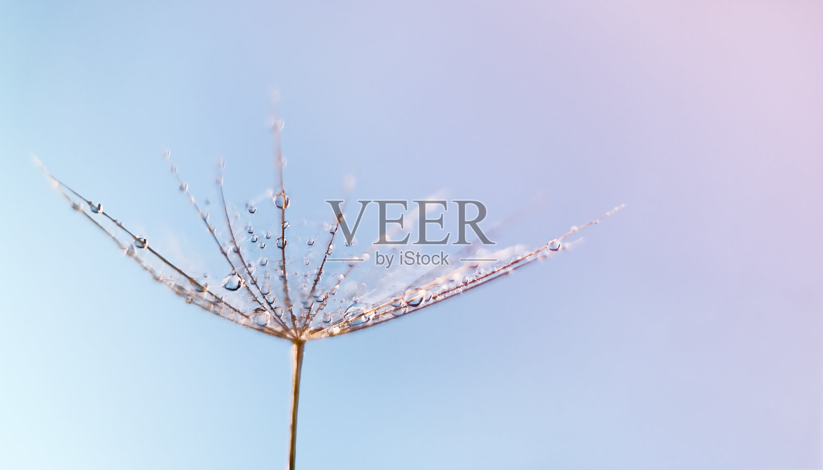 蒲公英种子上的露珠，宏观摄影。照片摄影图片