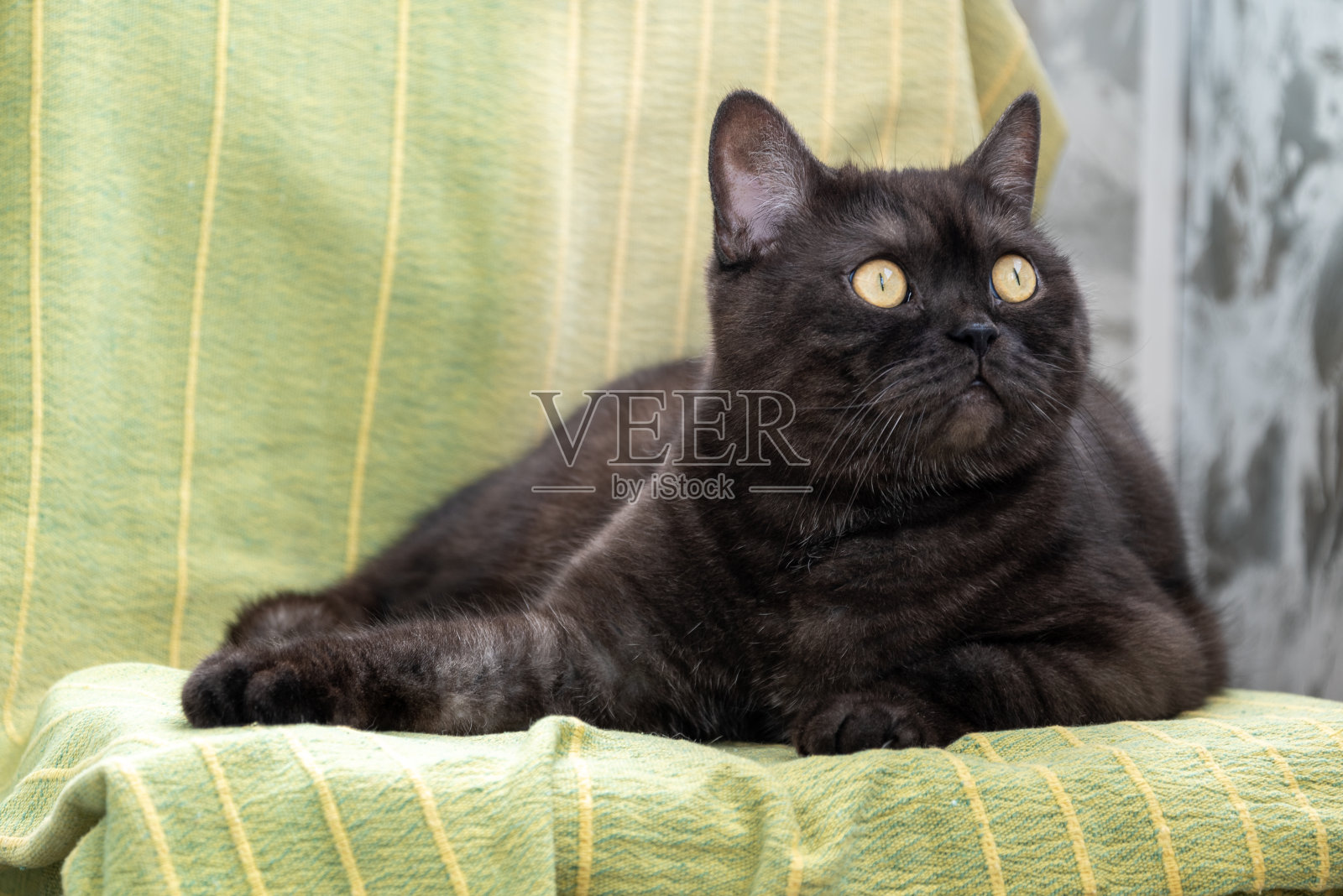 可爱的黄眼睛黑猫躺在椅子上找东西照片摄影图片