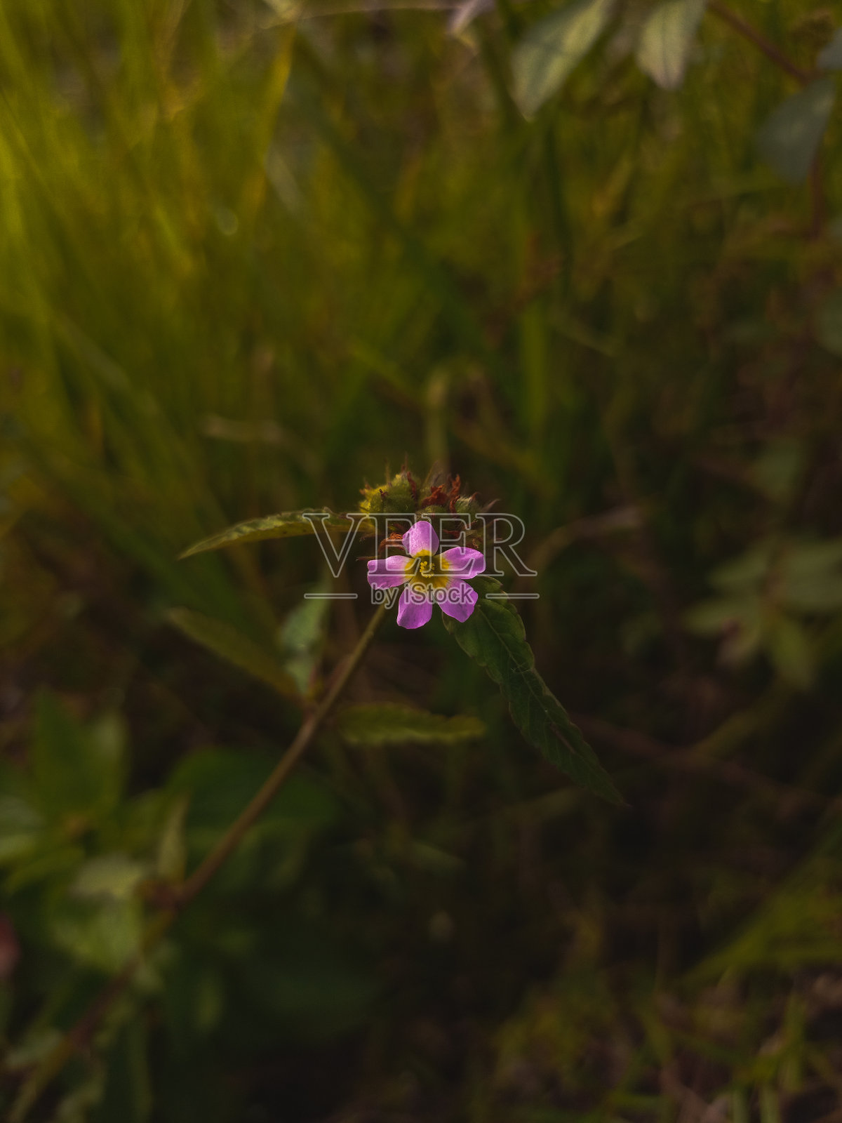 粉红色的花照片摄影图片