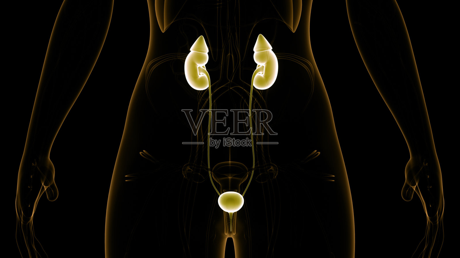 人类泌尿系统肾脏与膀胱解剖学照片摄影图片