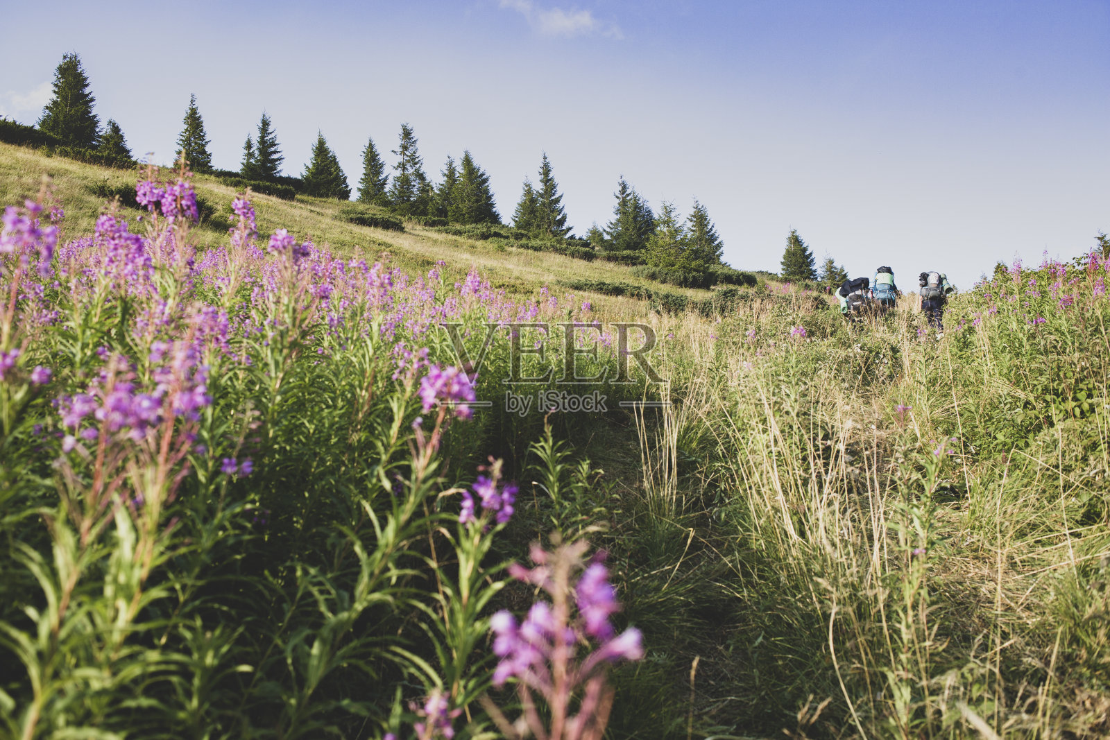 喀尔巴阡山脉的高山草甸，为旅游和休闲的景观照片摄影图片